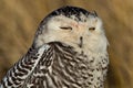 Snowy Owl (Bubo scandiacus).